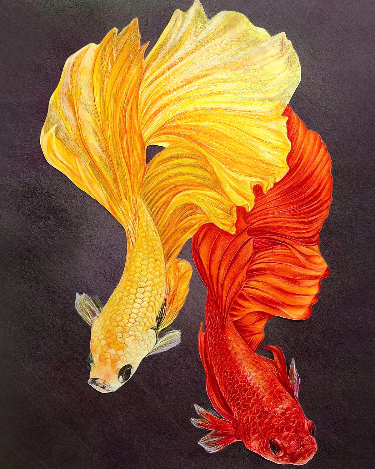 Betta Fish, original coloured pencil artwork by Alireza Hemadani, Caran d'Ache on Bristol board