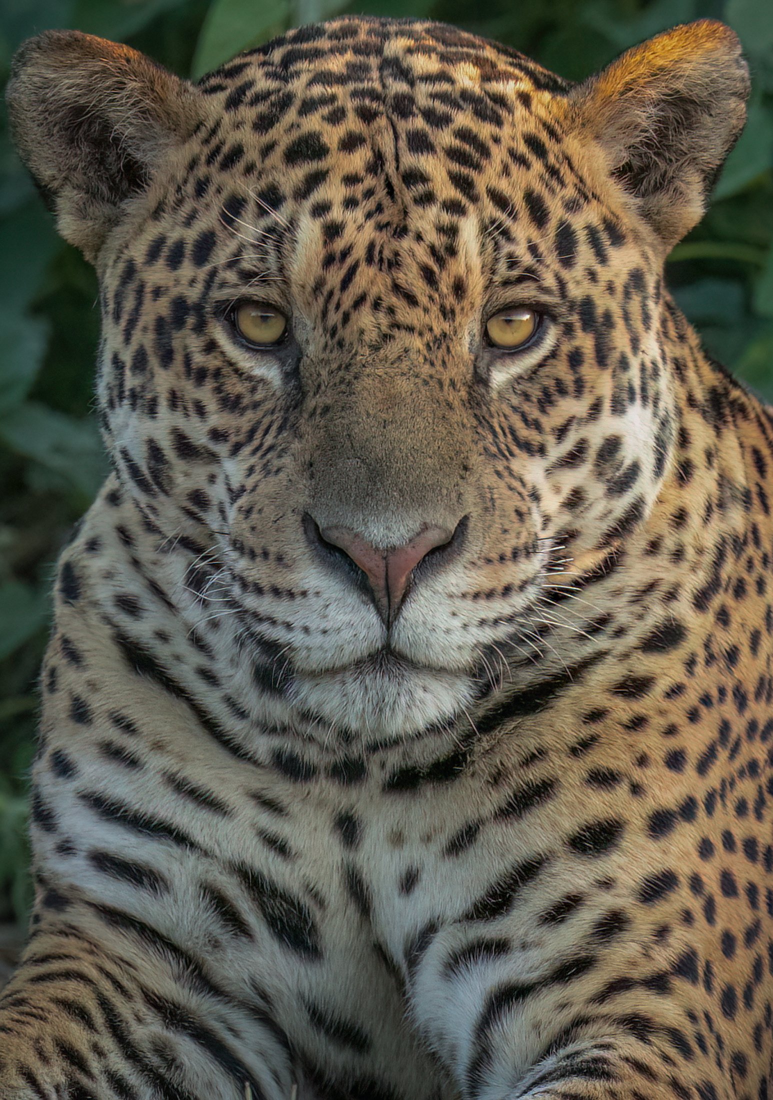 Ipepo the wild jaguar, the reference photograph by Roxy Hemadani, the Pantanal