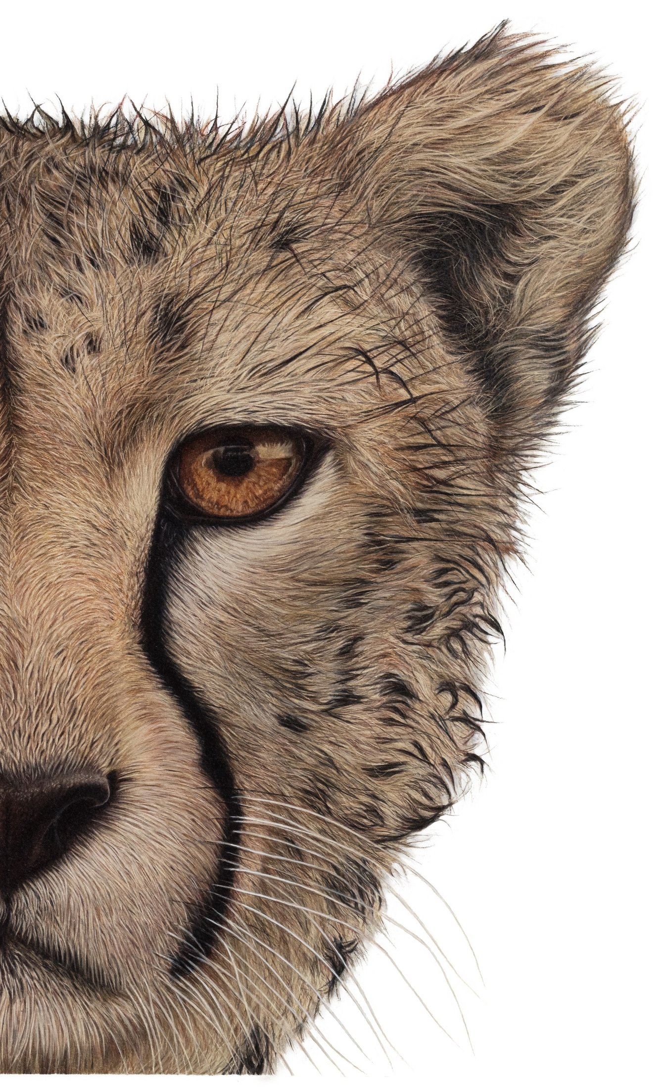 Young Predator, full view