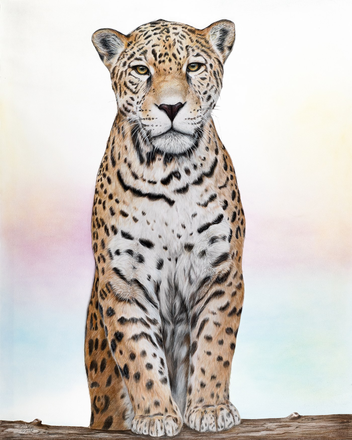 Alireza Hemadani's first jaguar drawing, 2020, one of his earliest coloured pencil works