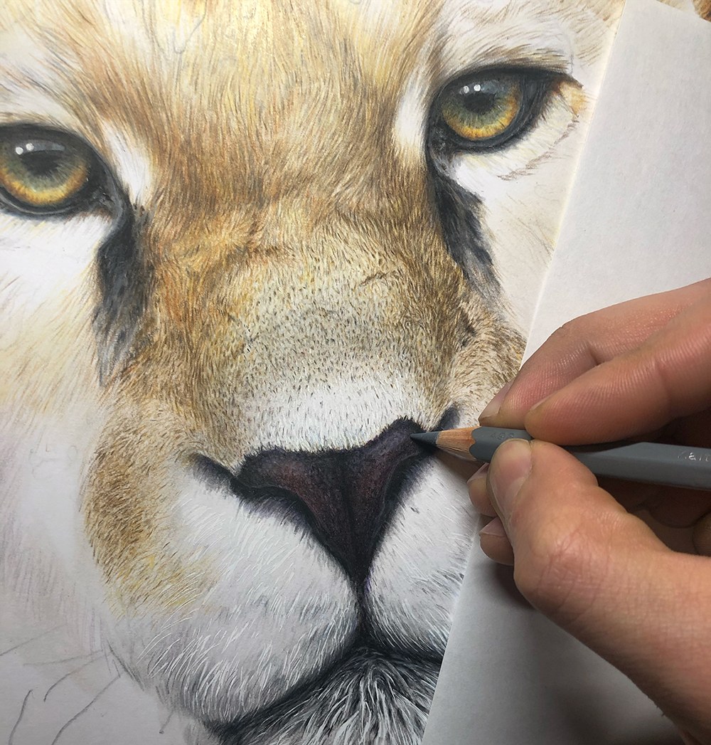 Progress photograph of the first jaguar drawing showing its scale