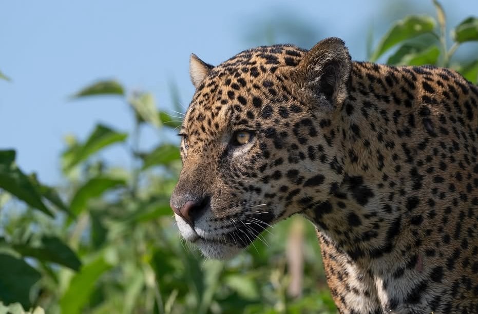 Wild jaguar Ipepo photographed in the Pantanal by Alireza Hemadani