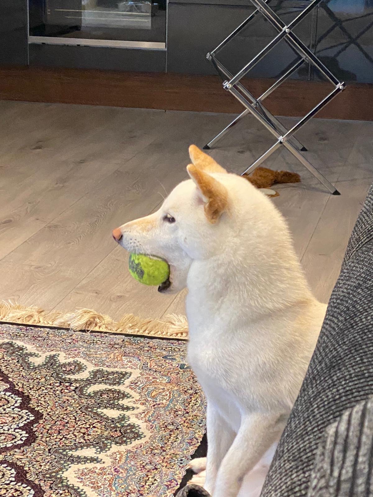 Zeeba the Shiba Inu carrying a tennis ball, at home in Bristol
